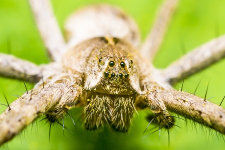 A Nursery Web Spider Head の写真素材
