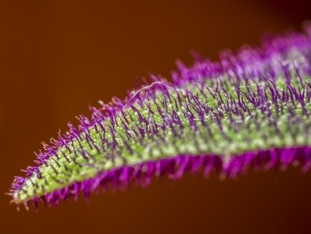 Extreme Closeup Of A Gynura Leaf  Gynura is an Asian genus of the botanical family Asteraceae subfamily Asteroideae, tribe Senecioneae  The most known species is Gynura aurantiaca, so called because of the color of its orange inflorescences の写真素材
