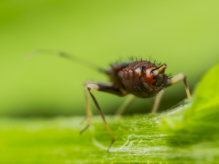 Springtail Insect On A Green Leaf  Springtails  Collembola  form the largest of the three lineages of modern hexapods that are no longer considered insects  the other two are the Protura and Diplura  の写真素材