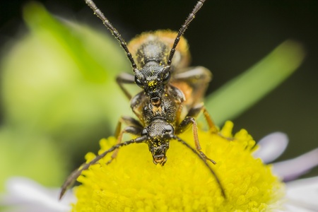 Two Blister Beetles Mating  Blister beetles are beetles  Coleoptera  of the family Meloidae, so called for their defensive secretion of a blistering agent, cantharidinの写真素材