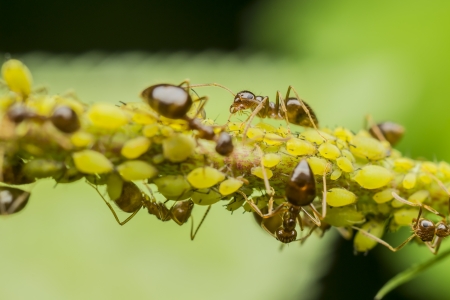 Ants Eating Aphids  Aphids, also known as plant lice and in Britain and the Commonwealth as greenflies, blackflies or whiteflies are small sap sucking insects, and members of the superfamily Aphidoideaの写真素材