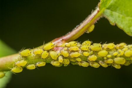 Aphid Infestation  Aphids, also known as plant lice and in Britain and the Commonwealth as greenflies, blackflies or whiteflies are small sap sucking insects, and members of the superfamily Aphidoideaの写真素材