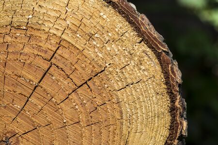 View Of An Old Log Section - All The Layers Can Be Seen In Detailsの写真素材