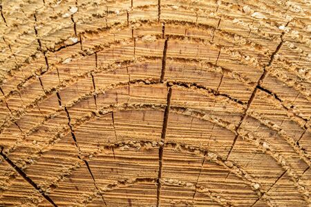 View Of An Old Log Section - All The Layers Can Be Seen In Detailsの写真素材