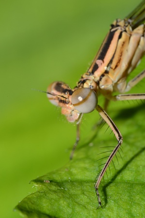 Closeup Photo Of A Dragonfly Eyeの写真素材