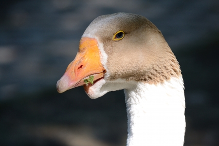Portrait Of A White Gooseの写真素材