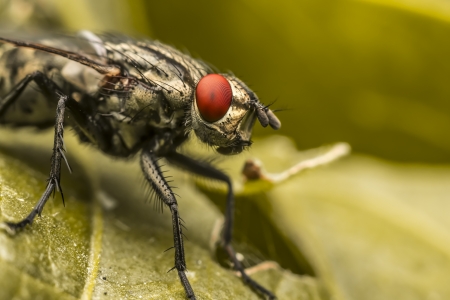 Extreme Macro Photo Of A Fly s Red Eyesの写真素材