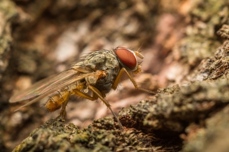 Profile Macro Photo Of A Slim Body Flyの写真素材