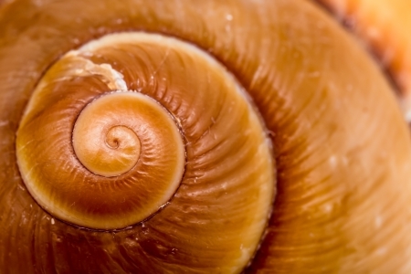 Fibonacci Numbers In Nature  The Golden Spiral  - Macro Details Of A Seashellの写真素材