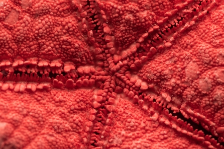 Macro Photo Of The Ventral Side Of A Red Starfishの写真素材