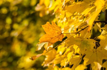 The Beautiful Golden Colors Of Autumnの写真素材