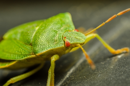 Extreme Macro Photo Of A Green Stink Bugの写真素材