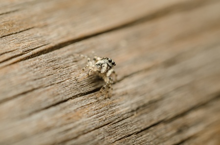 Macro Photo Of An Extremely Small Cute Jumping Spiderの写真素材