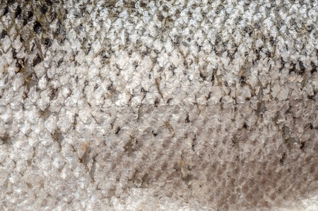 Macro Photo Of Fresh Salmon Scalesの写真素材