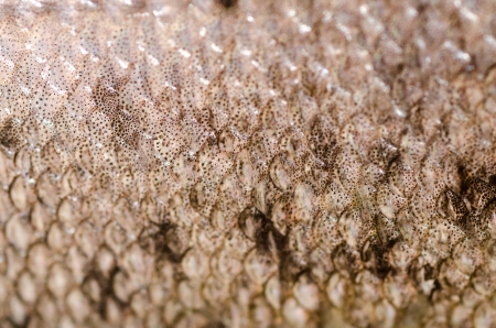 Macro Photo Of Trout Scales Textureの写真素材