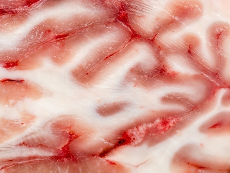 Very Detailed Macro Photo Of A Brain Sectionの写真素材