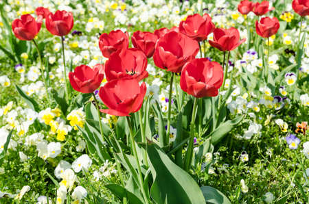 Red Tulips Blooming In Springtimeの写真素材