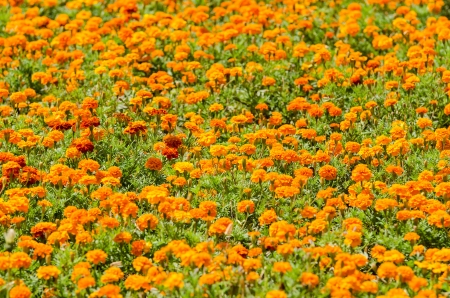 Orange Tagetesの写真素材