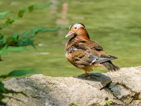 Mandarin Duckの写真素材