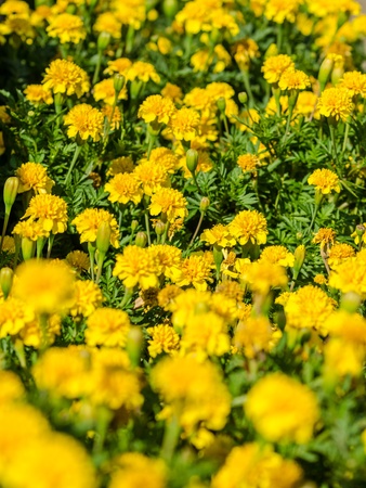 Yellow Tagetes Field Close Upの写真素材