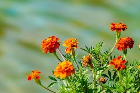 Orange Tagetes Flowersの写真素材
