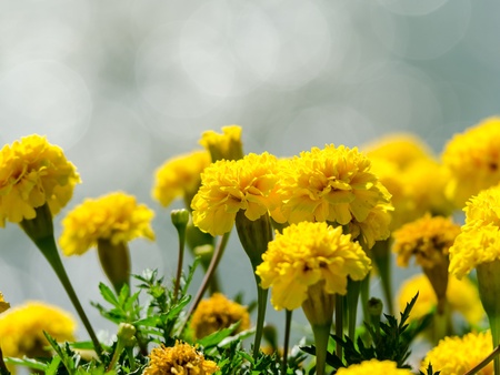 Yellow Tagetes Flowersの写真素材