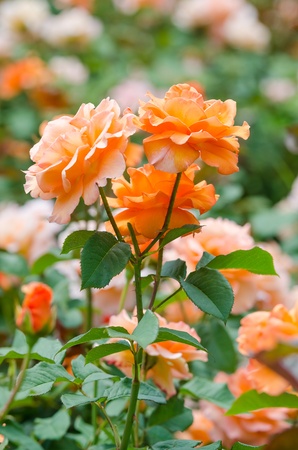 Orange Roseの写真素材