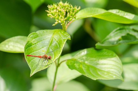 Red Dragonflyの写真素材
