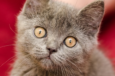 British Short Hair Catの写真素材