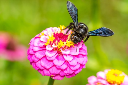Bumble Bee Gathering Polen From Zinnia Elegans Flower