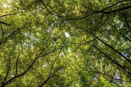 Summer Trees Foliage And Branchesの写真素材