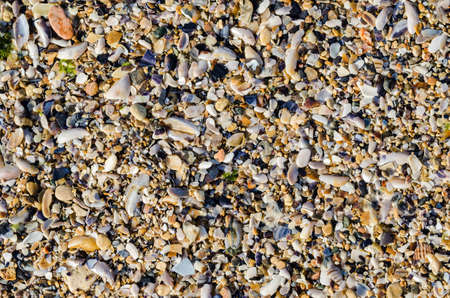 Seashore With Sea Shellsの写真素材