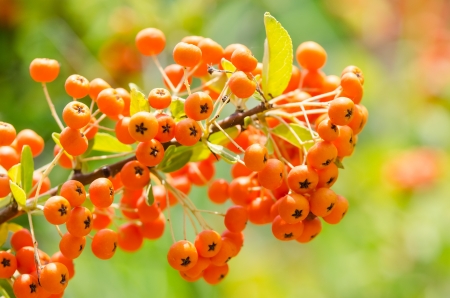 Poisonous Berries Fruits Close Upの写真素材