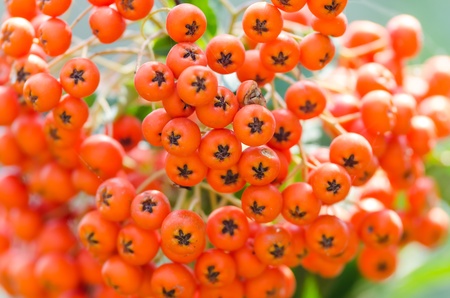 Poisonous Berries Fruits Close Upの写真素材