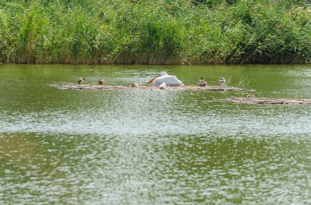 Wild Birds In The Danube Deltaの写真素材