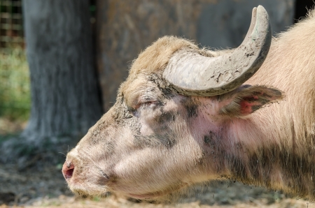 Bubalus Bovine Portraitの写真素材