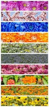 Beautiful Flowers Collageの写真素材