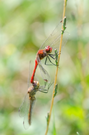Dragonflies Matingの写真素材