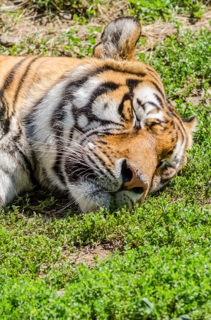 Sleeping Tiger Portrait Close Upの写真素材