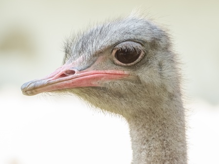 Gray Ostrich Close Up Portraitの写真素材