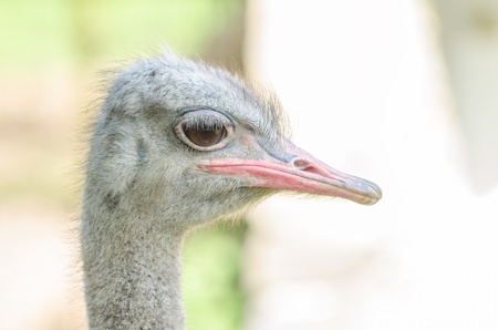 Gray Ostrich Close Up Portraitの写真素材