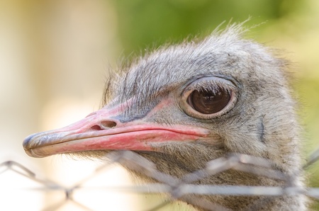 Ostrich Close Up Portraitの写真素材