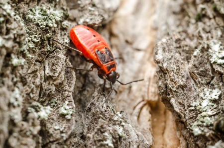 Extreme Macro Details Of A Red Striped Shield Bug Or Stink Bugの写真素材