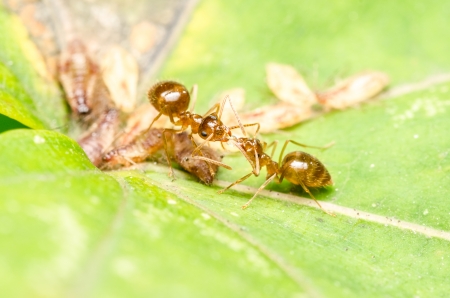 Brown Ants Fighting On Aphids Honeydew Dropの写真素材