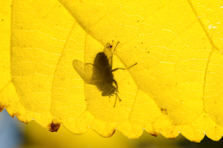 Common Fly insect Shadow On Yellow Leafの写真素材