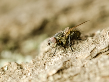Small Fly Insectの写真素材