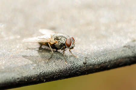 Common Housefly With Red Eyesの写真素材