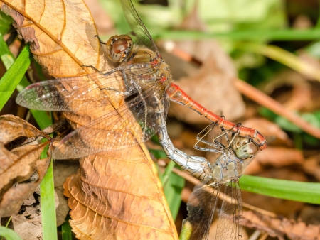 Two Dragonflies Reproductionの写真素材
