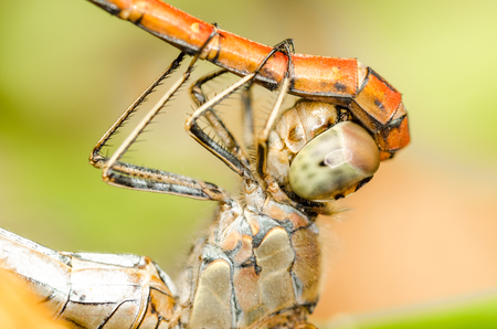 Extreme Details Of Dragonflies Reproductive Systemの写真素材