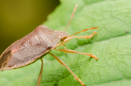Brown Stink Bug Or Shield Bugの写真素材